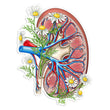 Laden Sie das Bild in den Galerie-Viewer, Kidney sticker
