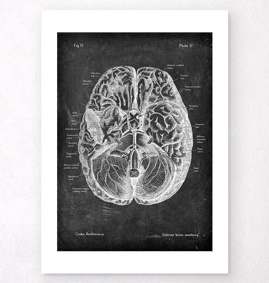 Brain anatomy art - Chalkboard Style - Codex Anatomicus