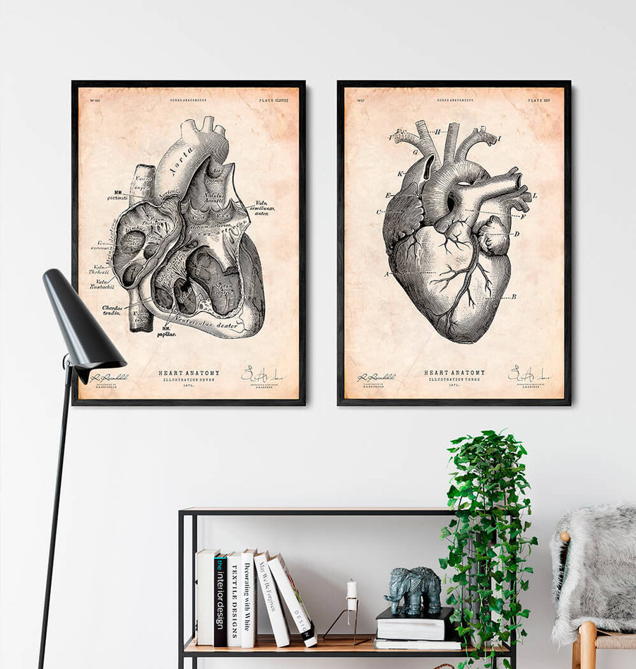 Heart section art print I - Vintage - Codex Anatomicus Heart section art print I - Vintage - Codex Anatomicus